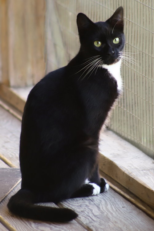 GEORGIA - Domestic Short Hair available for adoption