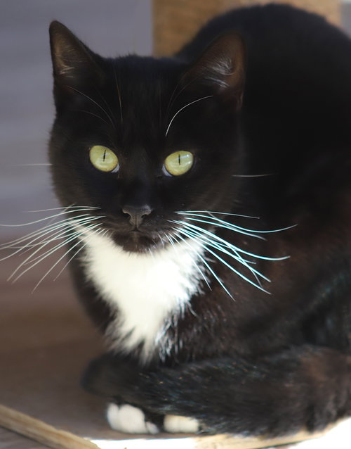GEORGIA - Domestic Short Hair available for adoption