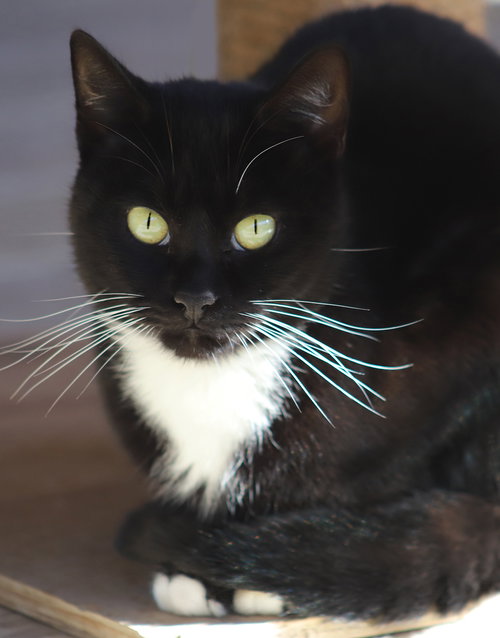 picture of the cat needing adoption