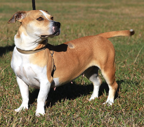 LILLIAN - American Staffordshire Terrier available for adoption
