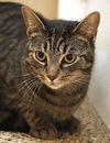 adoptable Cat in North Fort Myers, FL named Laz - CSC