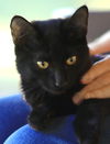 adoptable Cat in North Fort Myers, FL named Pepper