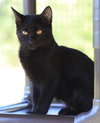 Pepper - Photo 2