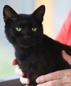adoptable Cat in North Fort Myers, FL named Darth