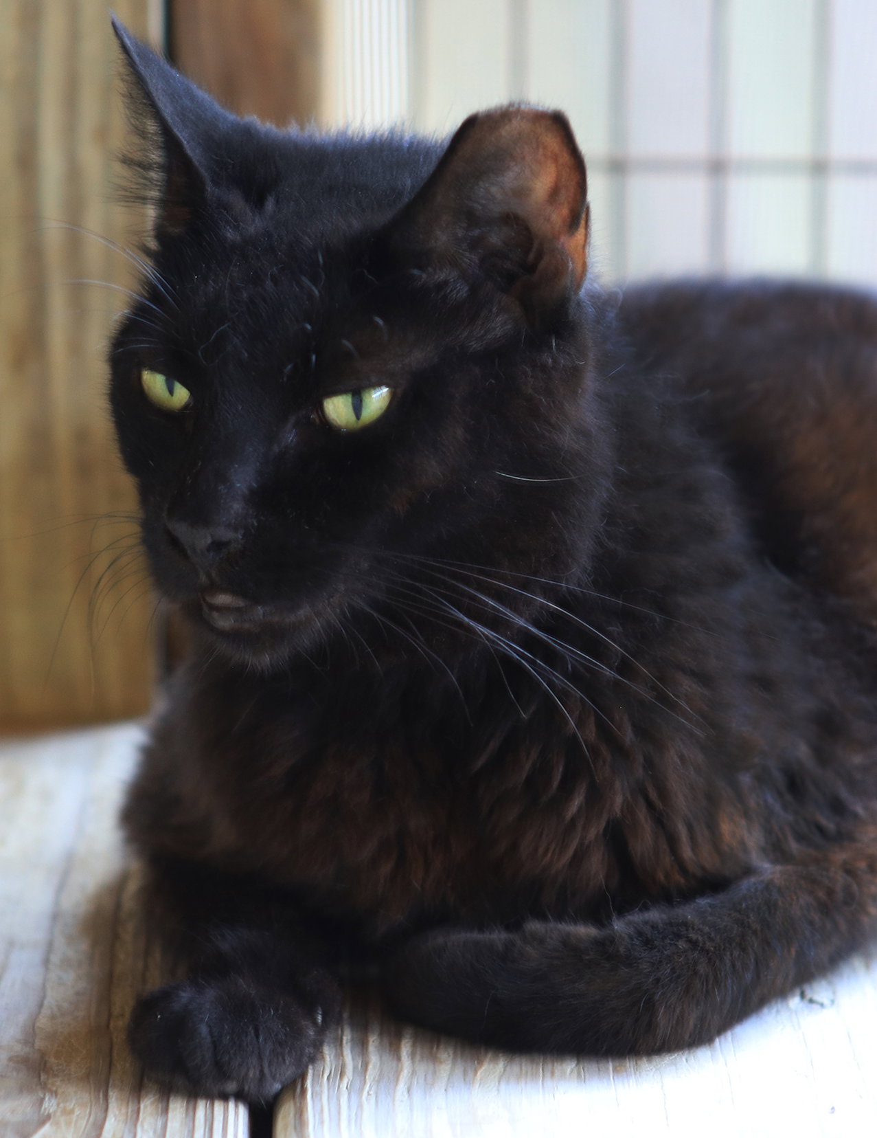 Josephine Image