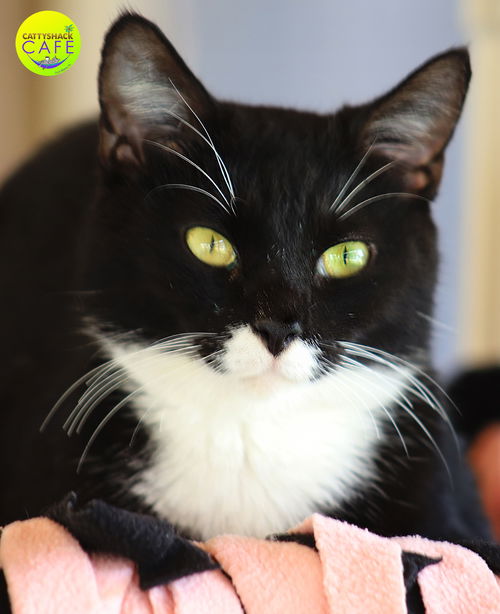 picture of the cat needing adoption