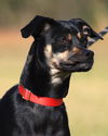 adoptable Dog in  named Seeker