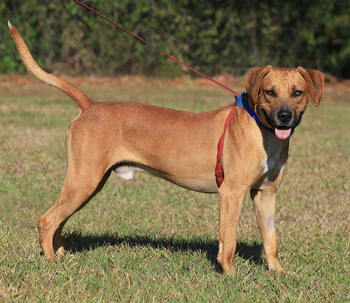 VALENTINO - Black Mouth Cur available for adoption