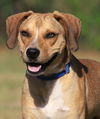 adoptable Dog in  named Spartan