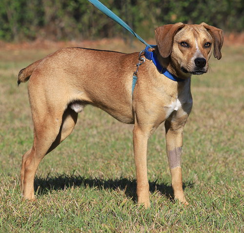 SPARTAN - Black Mouth Cur available for adoption