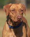 adoptable Dog in  named Champagne