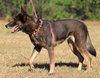 Molly - Photo 3