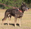 Molly - Photo 4