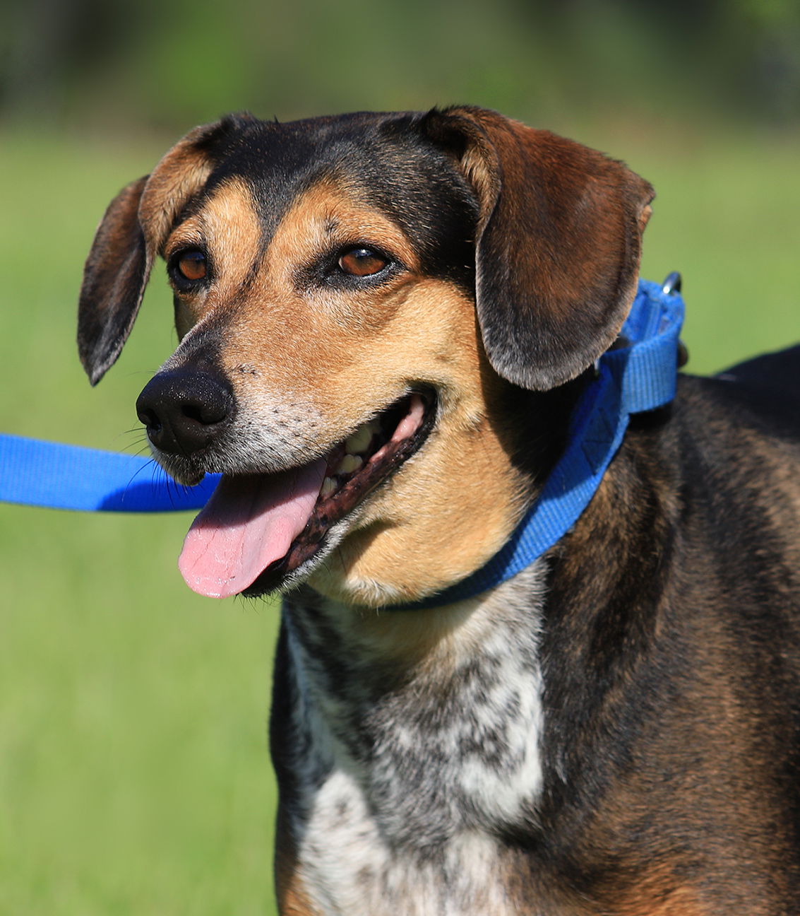 adoptable Dog in North Fort Myers, FL named Lola