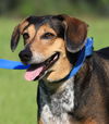 adoptable Dog in  named Lola