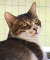 adoptable Cat in North Fort Myers, FL named Momo