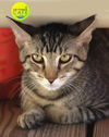 adoptable Cat in North Fort Myers, FL named Merlin - CSC