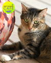adoptable Cat in North Fort Myers, FL named Rascal - CSC