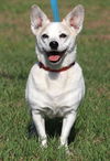 adoptable Dog in  named Jack