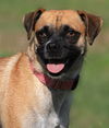 adoptable Dog in North Fort Myers, FL named India