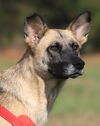 adoptable Dog in North Fort Myers, FL named Stella