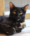 adoptable Cat in North Fort Myers, FL named Ghoul