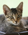 adoptable Cat in fort myers, FL named August