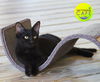 adoptable Cat in North Fort Myers, FL named July - CSC