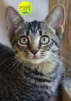 adoptable Cat in North Fort Myers, FL named June - CSC