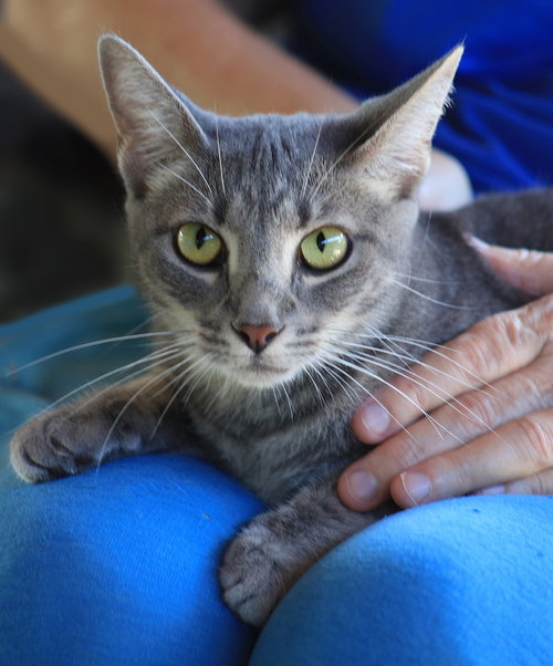 SUMMER - Domestic Short Hair available for adoption