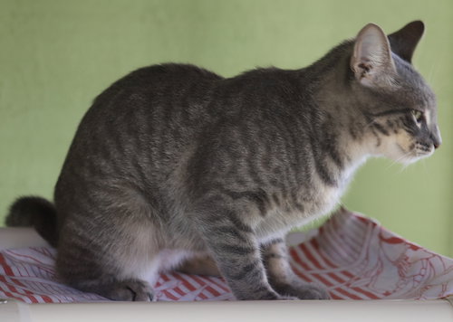 SUMMER - Domestic Short Hair available for adoption