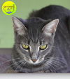 adoptable Cat in North Fort Myers, FL named Summer - CSC