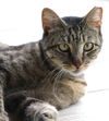 adoptable Cat in North Fort Myers, FL named Squishy