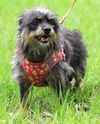 adoptable Dog in  named Willow