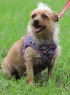 adoptable Dog in North Fort Myers, FL named Pixie
