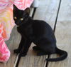 adoptable Cat in North Fort Myers, FL named May