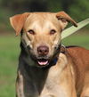 adoptable Dog in North Fort Myers, FL named Tony