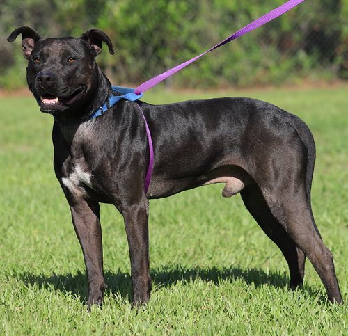 NOVAK - American Staffordshire Terrier available for adoption