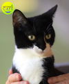 adoptable Cat in North Fort Myers, FL named Onyx - CSC