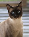 adoptable Cat in North Fort Myers, FL named Finn
