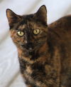adoptable Cat in North Fort Myers, FL named Marsha