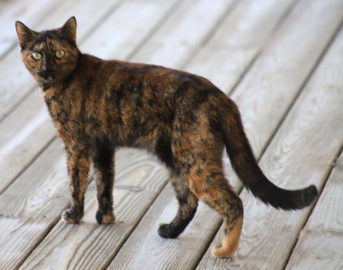 MARSHA - Domestic Short Hair available for adoption