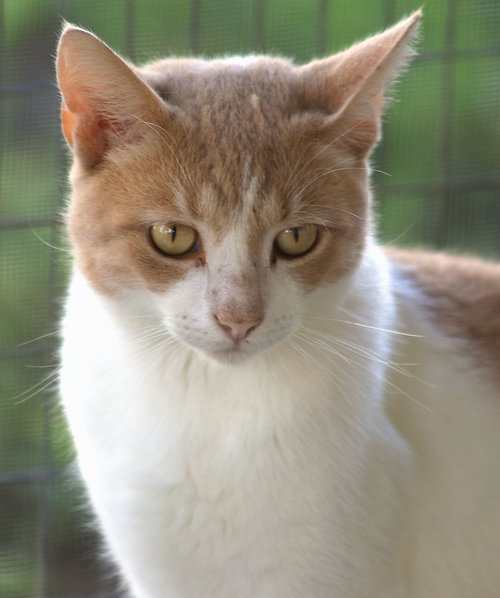 OZZY - Domestic Short Hair available for adoption