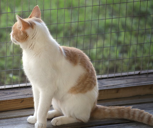 OZZY - Domestic Short Hair available for adoption