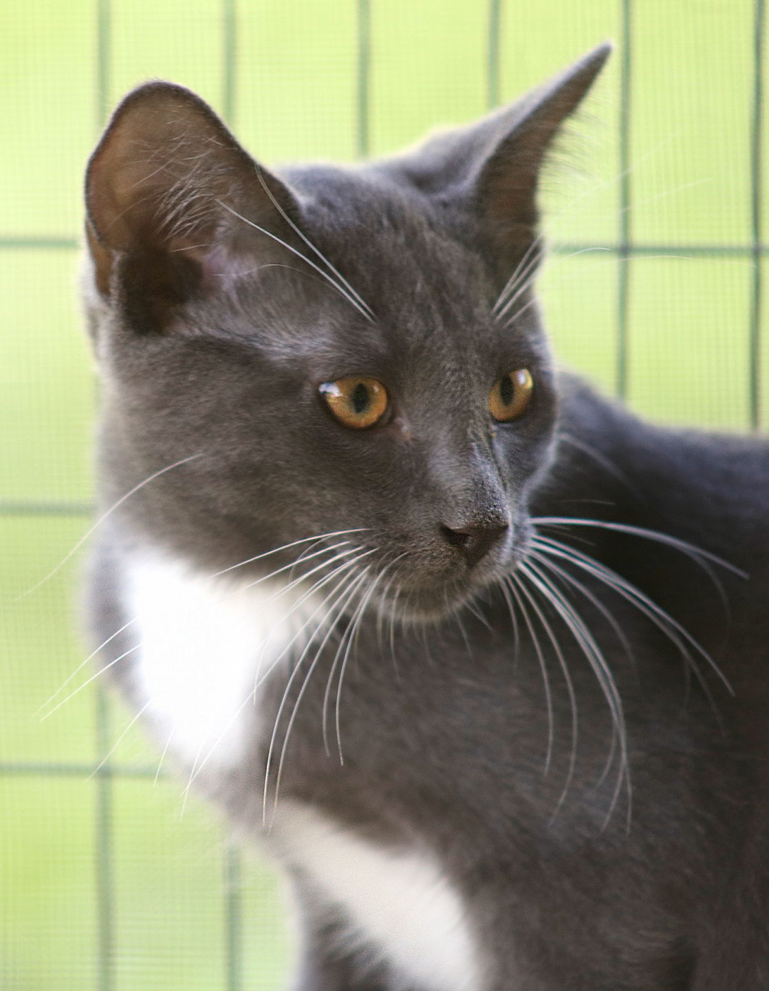 adoptable Cat in North Fort Myers, FL named Mouse