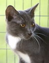 adoptable Cat in North Fort Myers, FL named Mouse