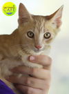 adoptable Cat in North Fort Myers, FL named Mandarin - CSC