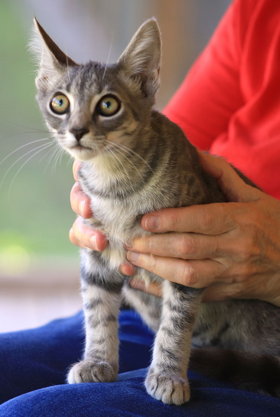 adoptable Cat in North Fort Myers, FL named Begonia