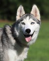 adoptable Dog in  named Carly ( Medical hold HWT)