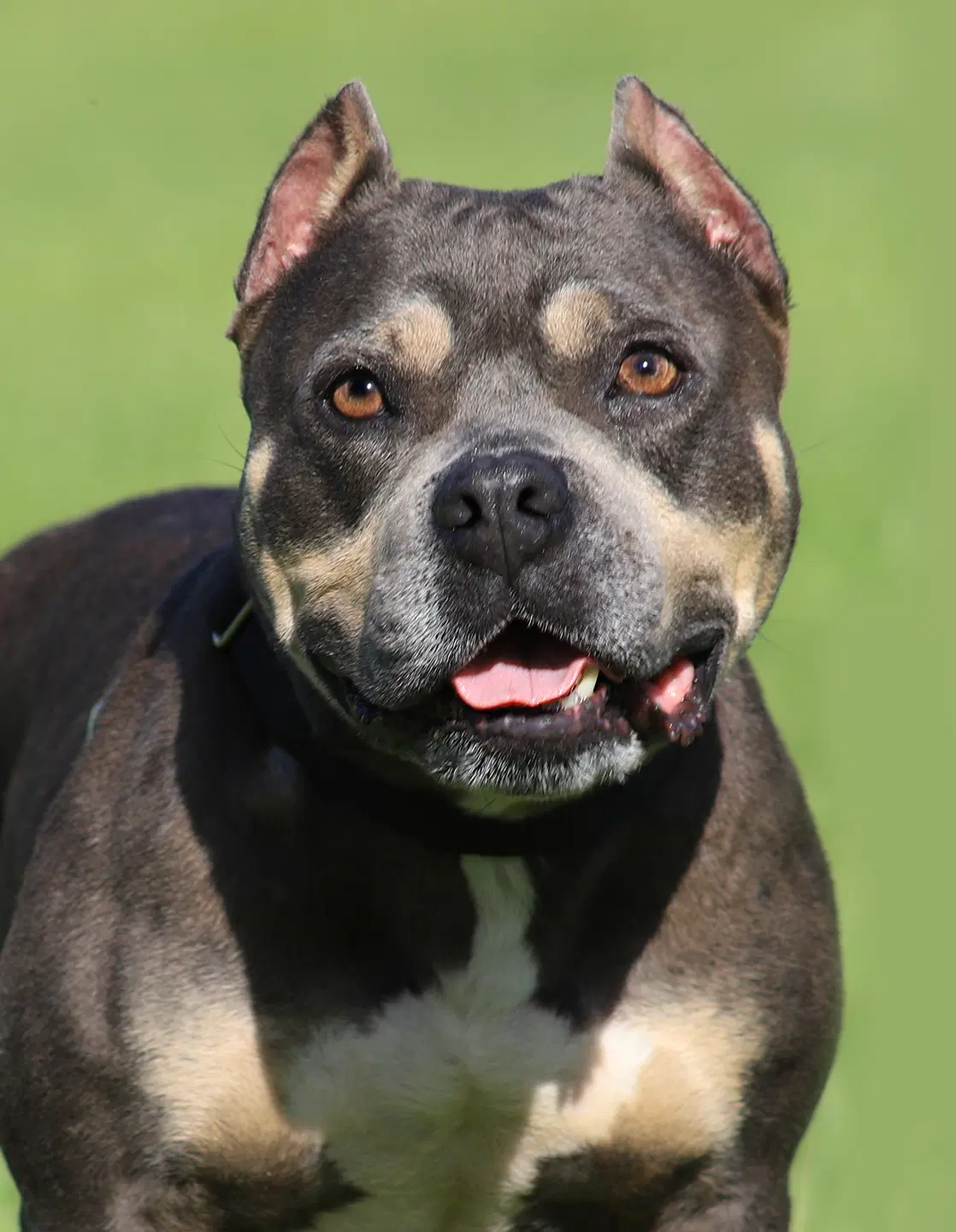 May - Staffordshire Bull Terrier